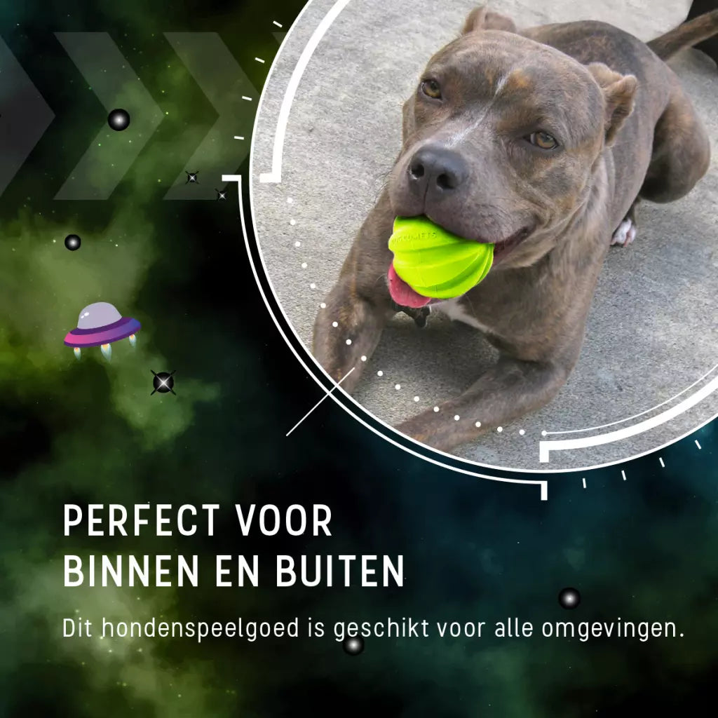 Dog Comets Halley Met Touw Groen