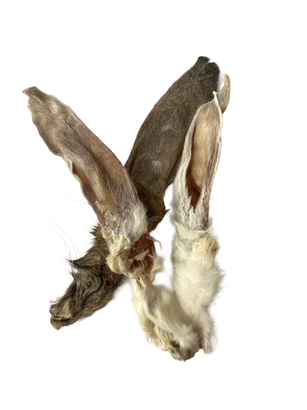 Konijnenoren