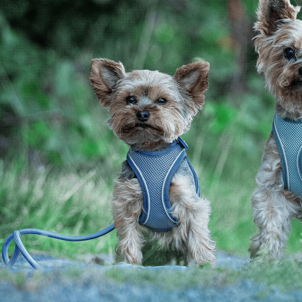 Touwriem Max & Molly 2 M Ocean Blauw