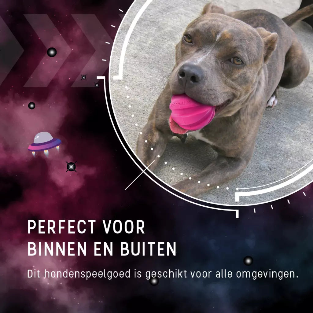 Dog Comets Halley Met Touw Roze