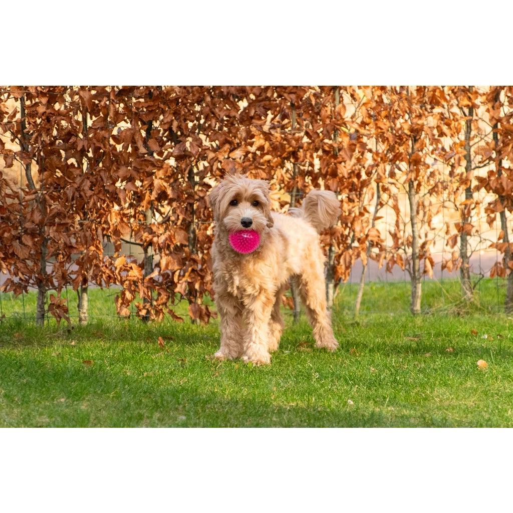 Dog Comets Exoplanet Pink M