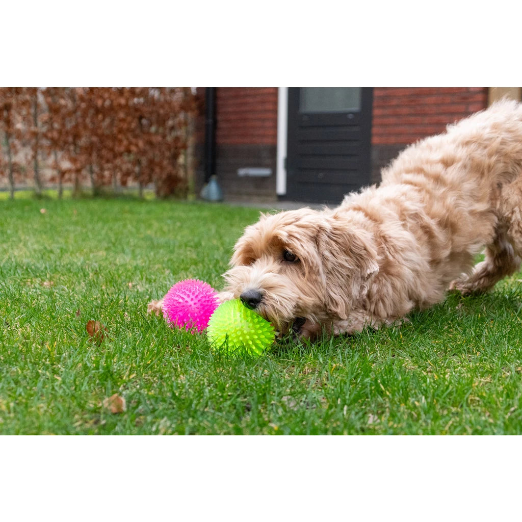 Dog Comets Exoplanet Groen