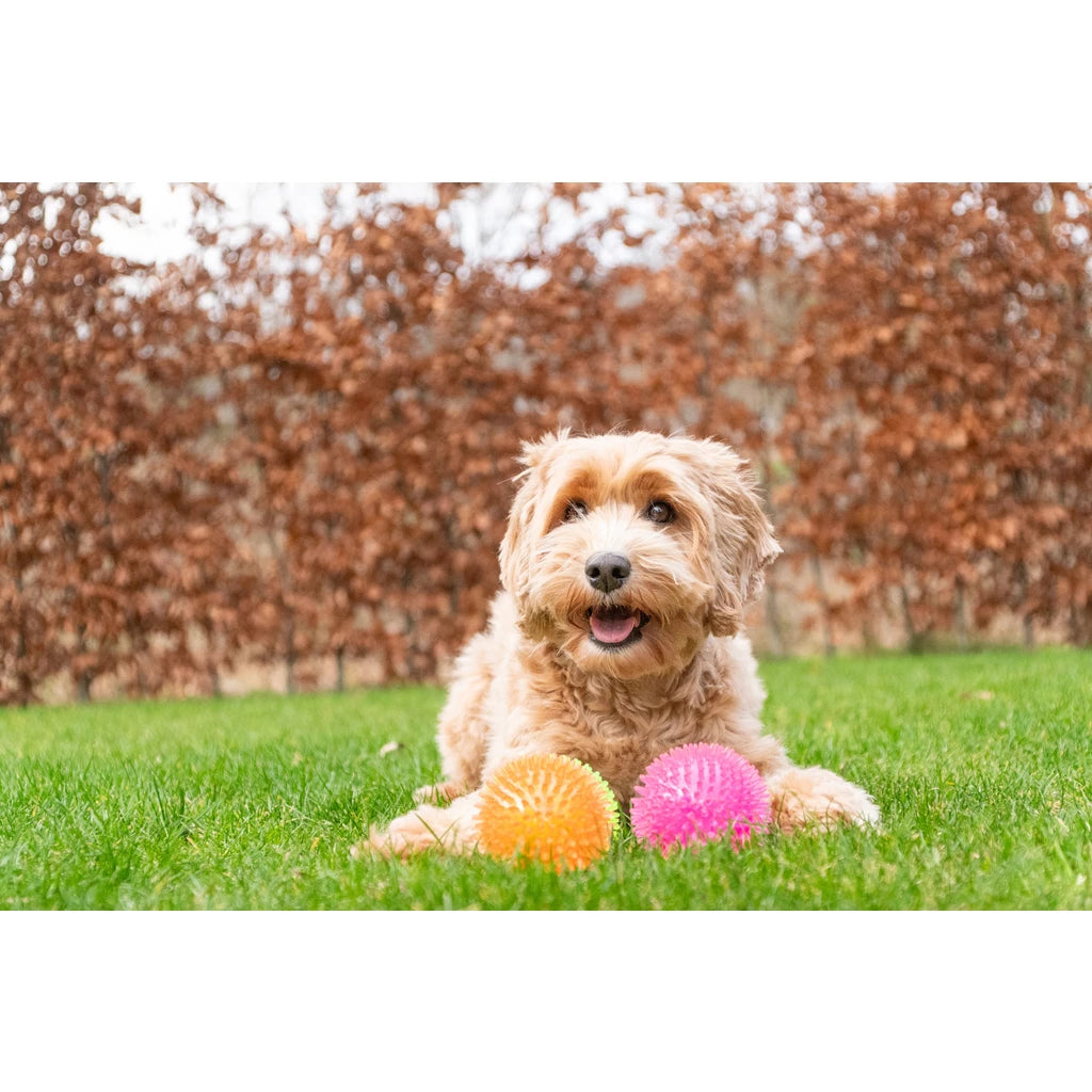 Dog Comets Exoplanet Pink M