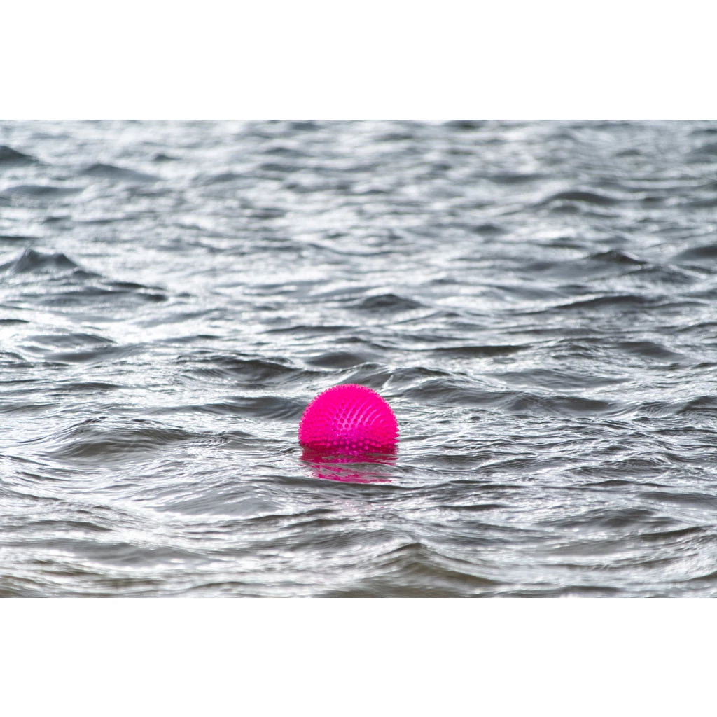 Dog Comets Exoplanet Roze L