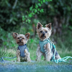 Touwriem Max & Molly 2 M Turquoise