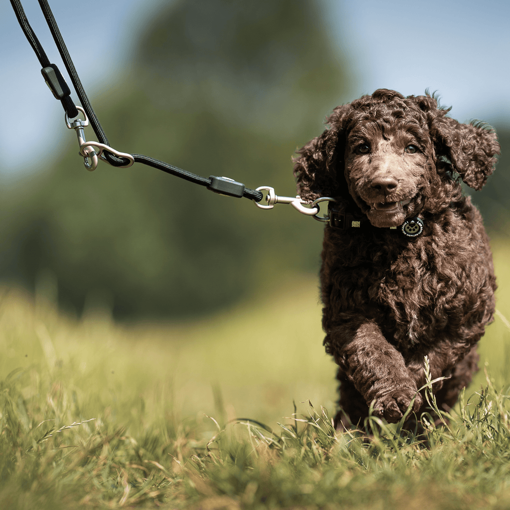 Touwriem Max & Molly 2 M Zwart