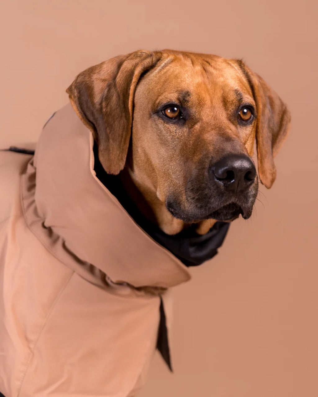 PAIKKA Visibility Winter Jacket Wool for Dogs Taupe