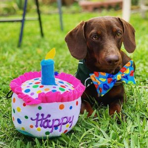 Lulubelles Power Plush Happy Barkday Cake Large