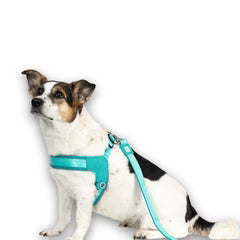 Smart ID Q-Fit Harnas Max & Molly Turquoise