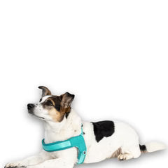 Smart ID Q-Fit Harnas Max & Molly Turquoise