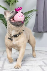 Lulubelles Tiny Tuff Love Bugs Zippy Paws