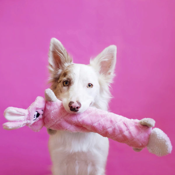 Jigglerz – Bunny Zippy Paws
