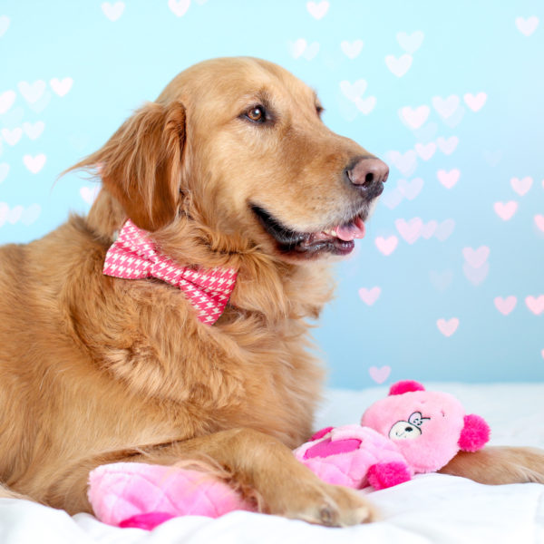 Jigglerz – Pink Bear Zippy Paws